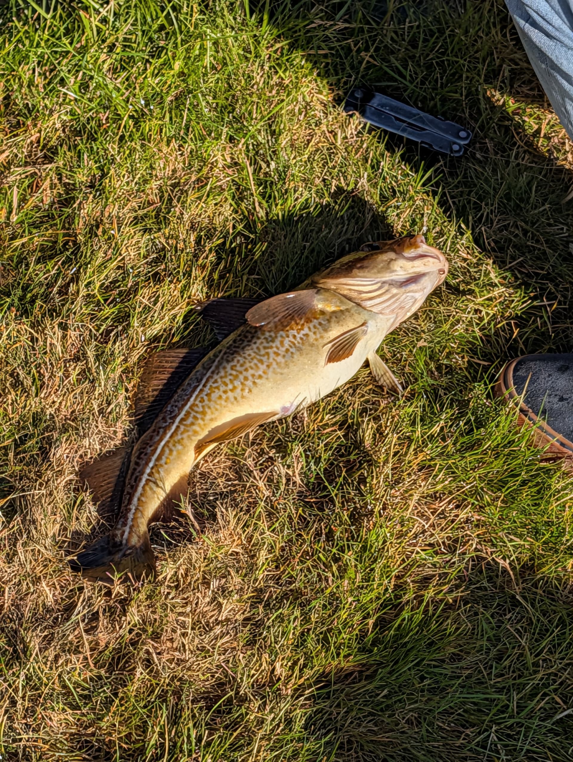 Fishing trips with boat from Jørpeland harbour